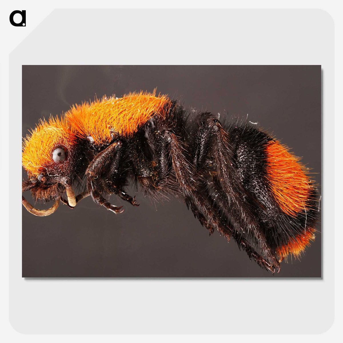 1-73_Insects-Unlocked-Project_picture-crop
