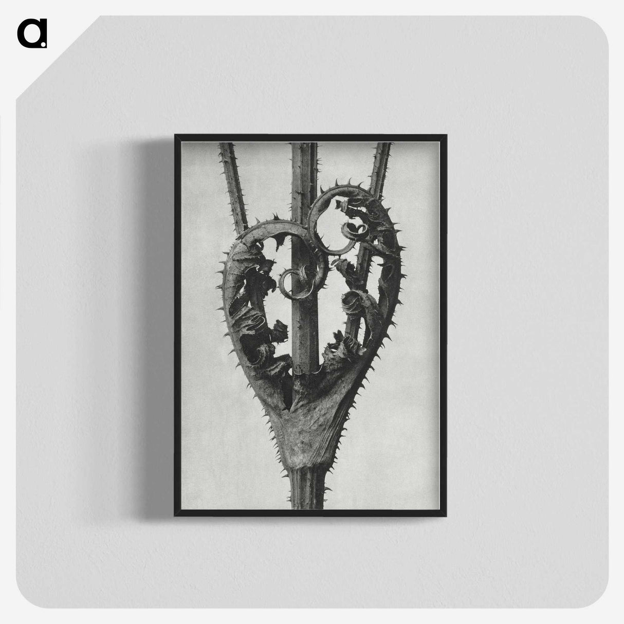 1-73_Karl-Blossfeldt_blk-crop