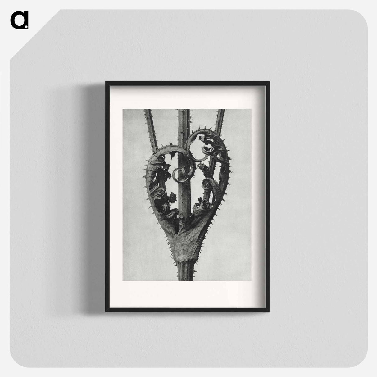アートポスター-Dipsacus Laciniatus (Cutleaf Teasel) - カール ブロスフェルト Poster.