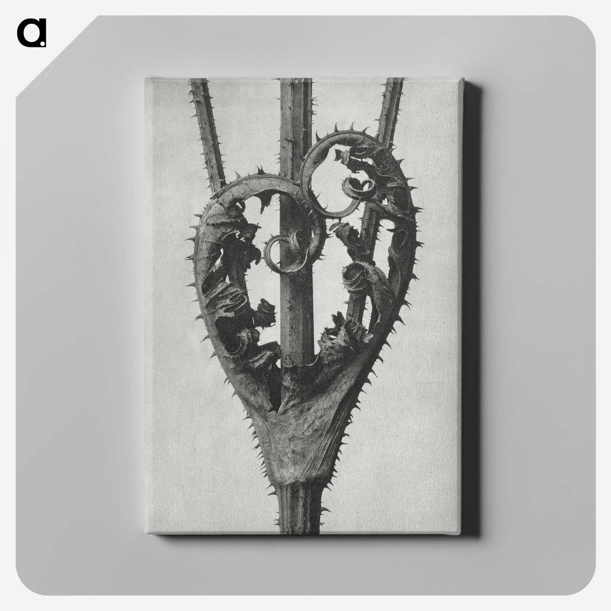 1-73_Karl-Blossfeldt_canvas