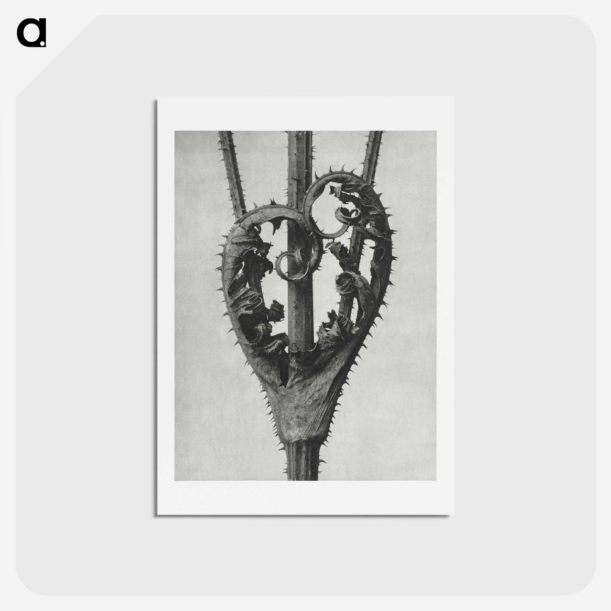 1-73_Karl-Blossfeldt_hagaki