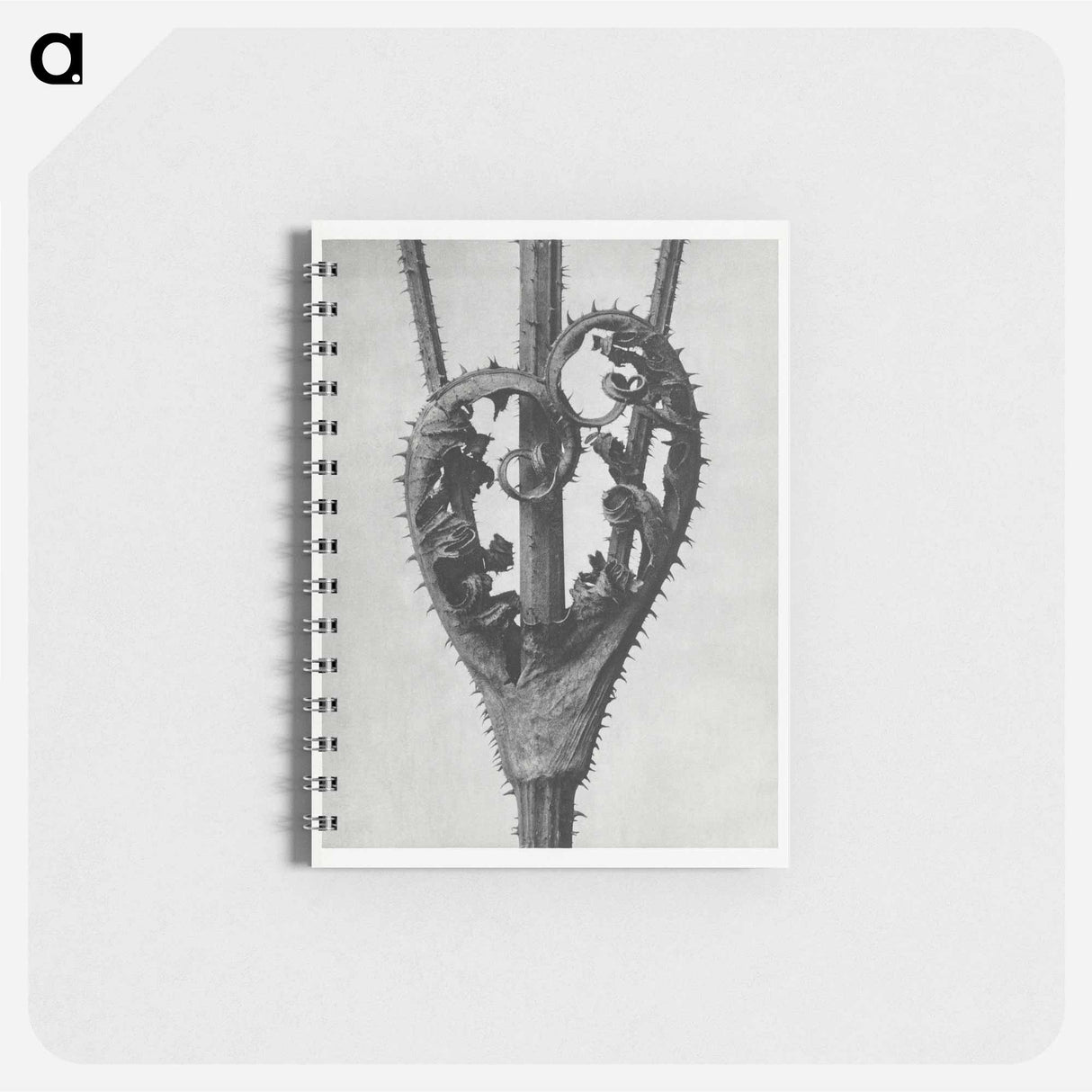 Dipsacus Laciniatus (Cutleaf Teasel) - カール ブロスフェルト Memo.