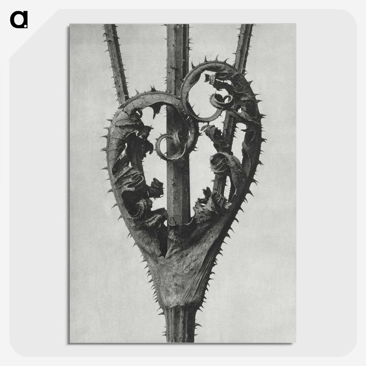 1-73_Karl-Blossfeldt_picture-crop