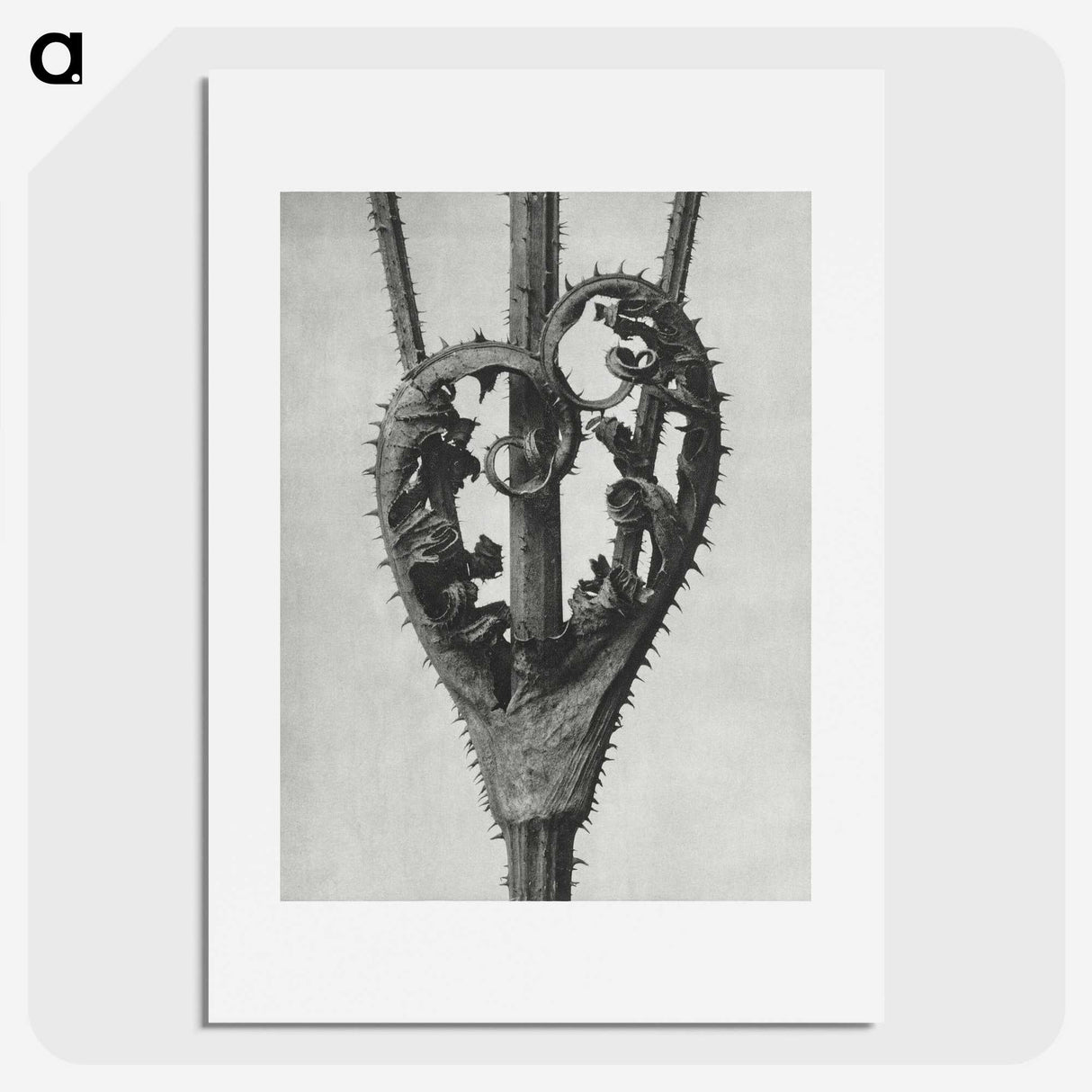 1-73_Karl-Blossfeldt_picture