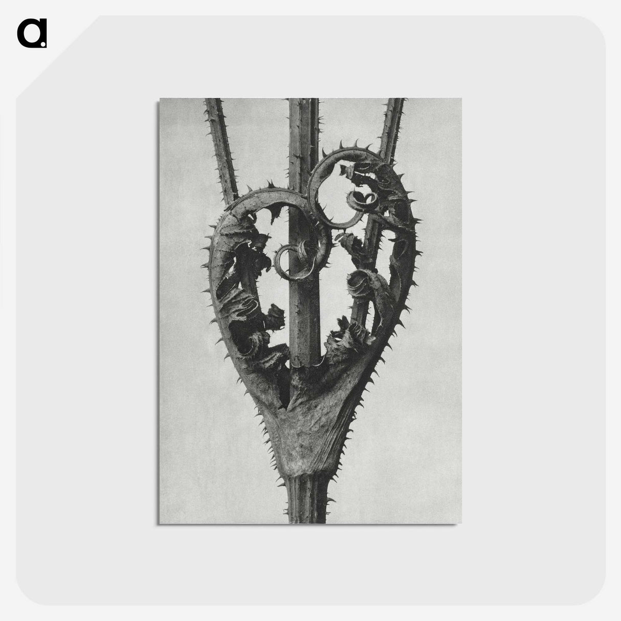1-73_Karl-Blossfeldt_postcard