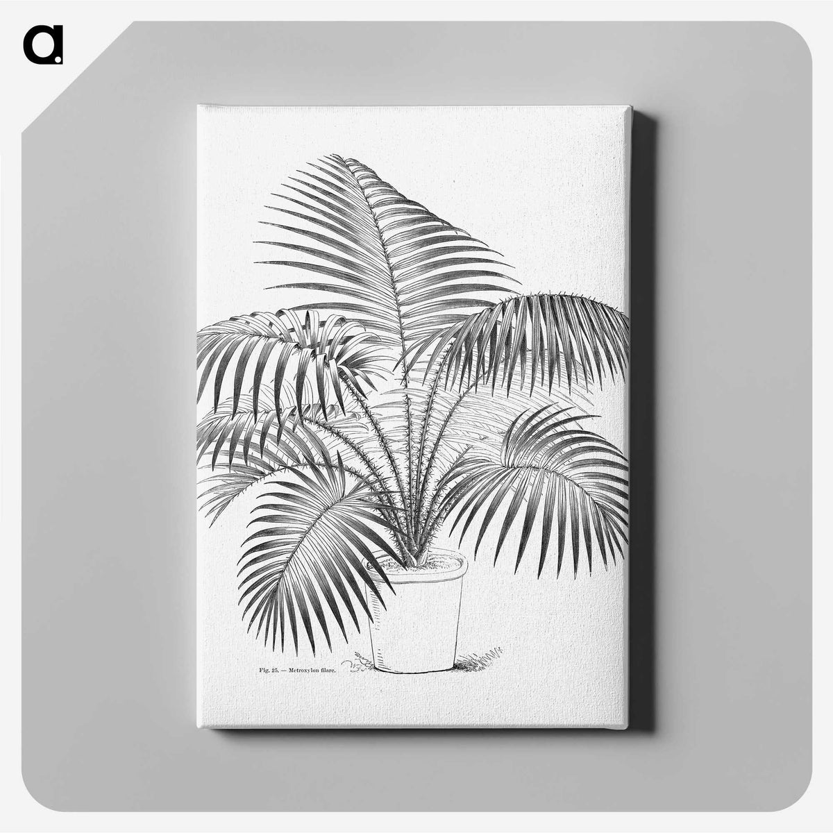 1-73_Les-Palmiers-Histoire-Iconographique_canvas