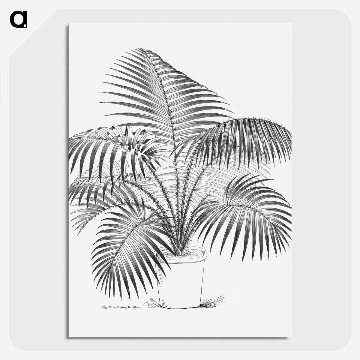 1-73_Les-Palmiers-Histoire-Iconographique_picture-crop