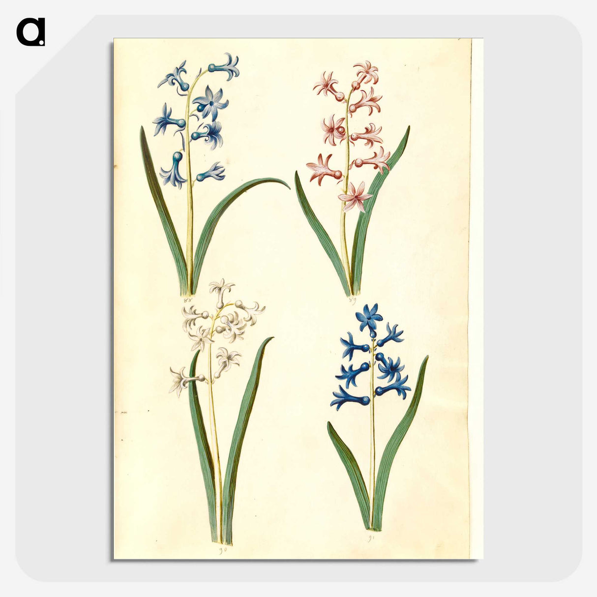 1-73_Maria-Sibylla-Merian_picture-crop