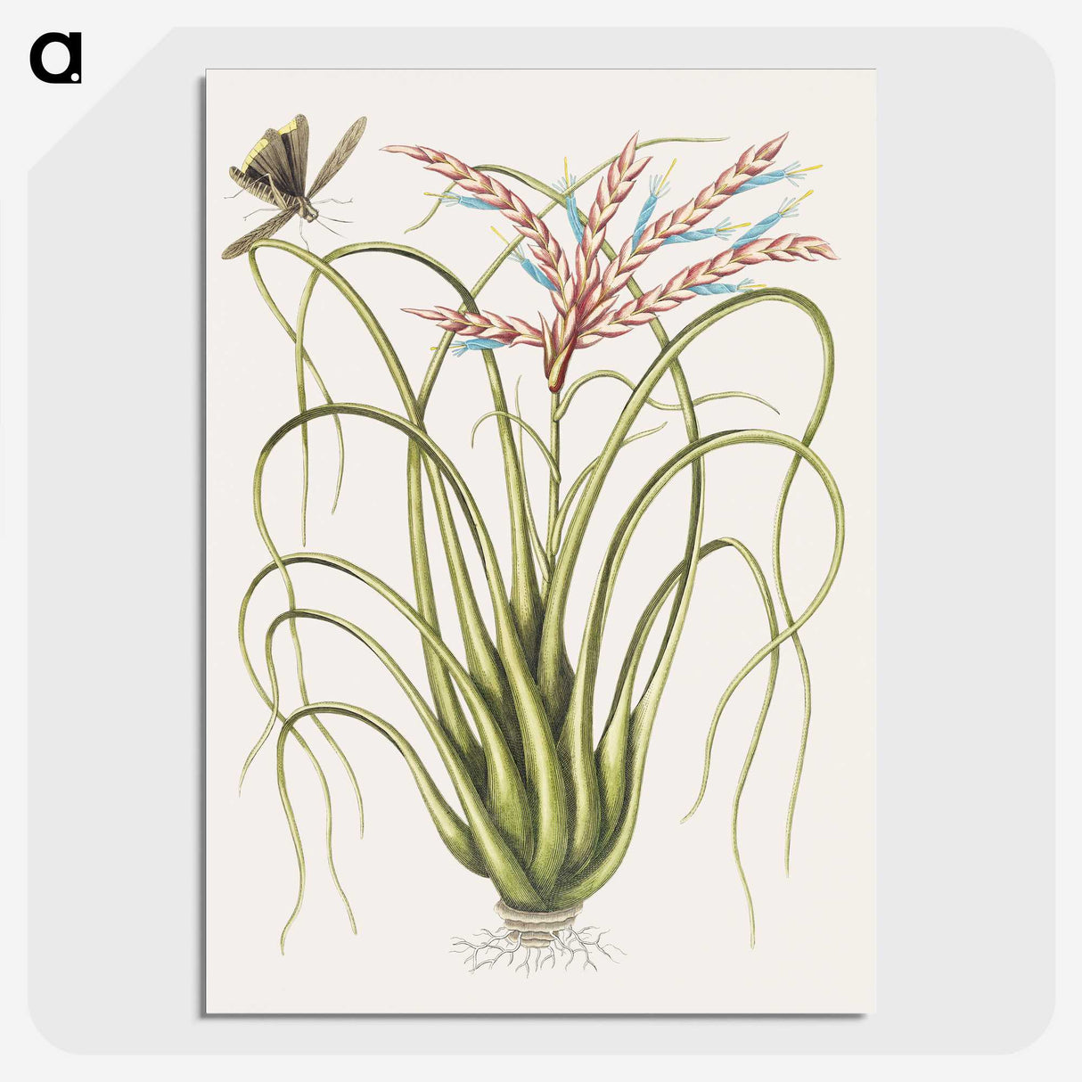 1-73_Mark-Catesby_picture-crop