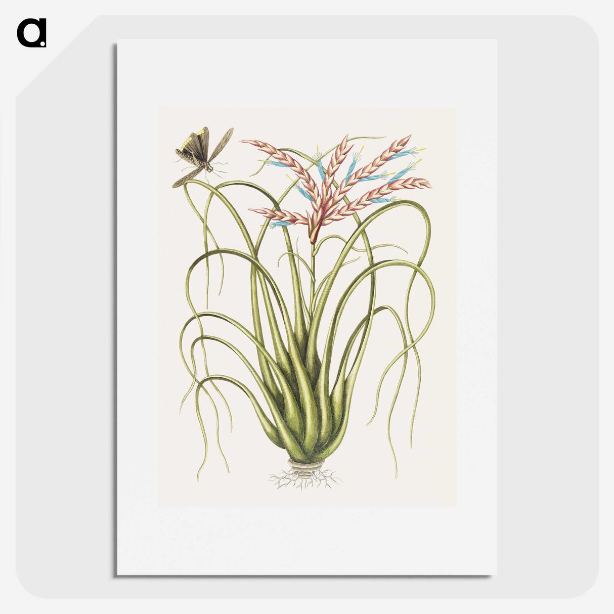 1-73_Mark-Catesby_picture