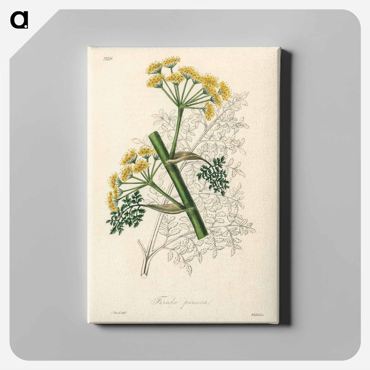 アートパネル-Ferula persica Illustration
- 薬用植物学 Canvas.