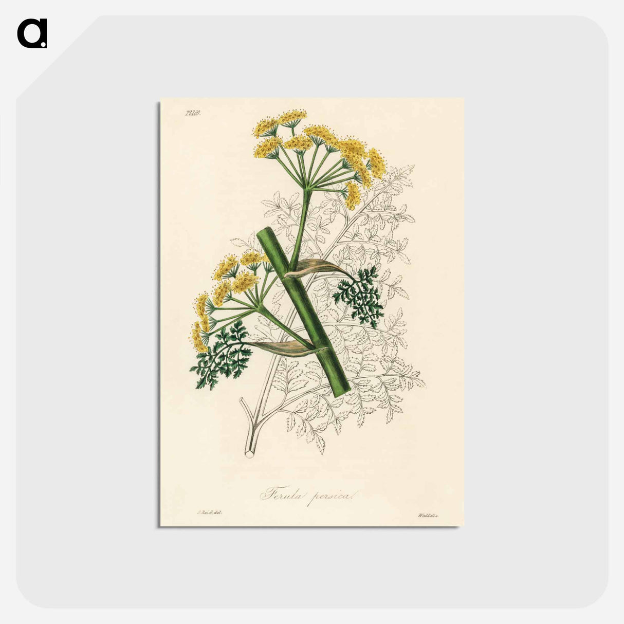 アートポストカード-Ferula persica Illustration
- 薬用植物学 Postcard.