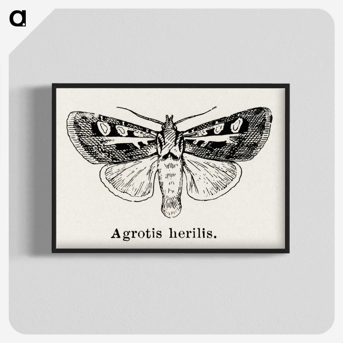 1-73_Moths-and-Butterflies-of-the-United-States_blk-crop