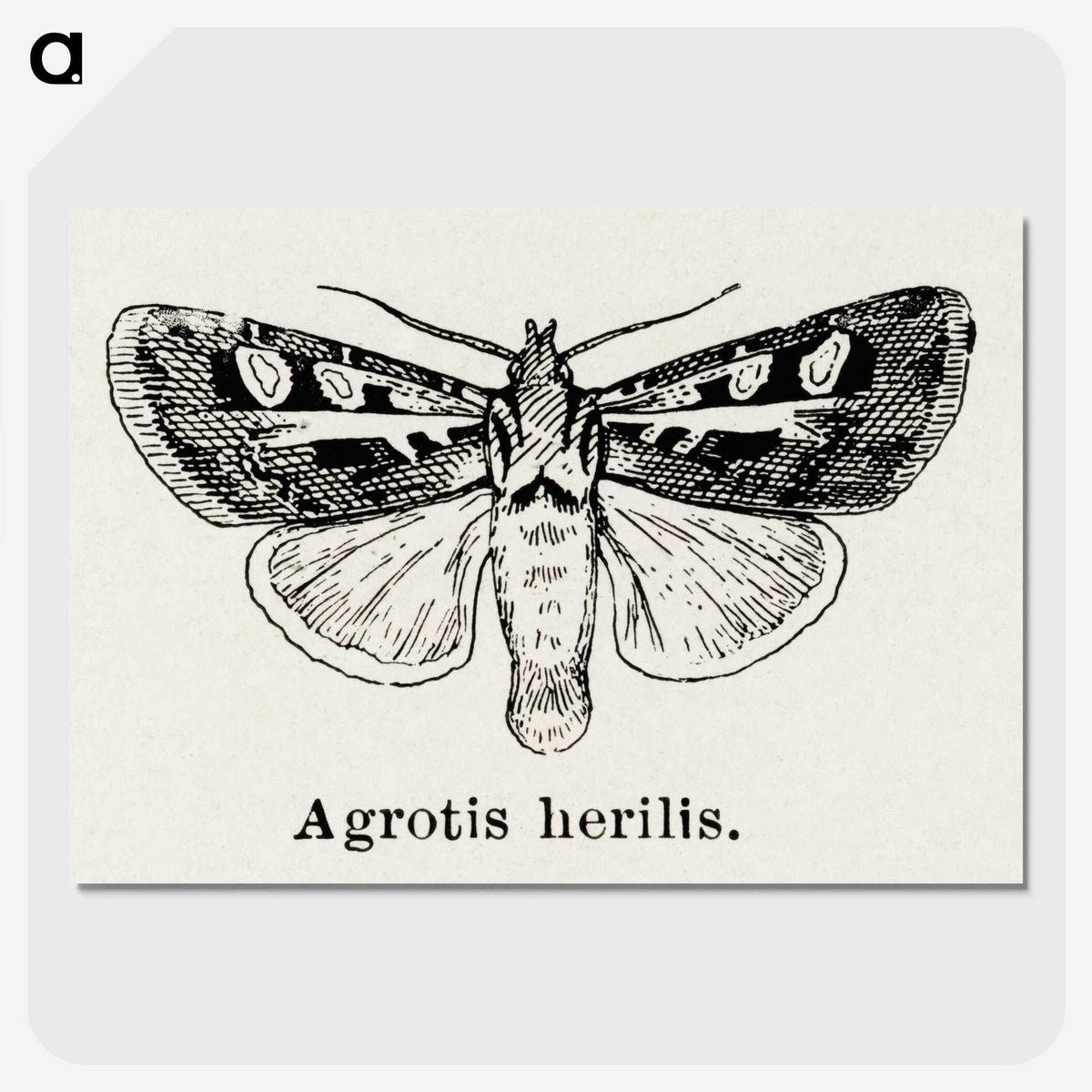 1-73_Moths-and-Butterflies-of-the-United-States_picture-crop