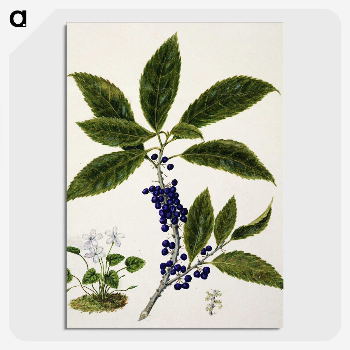 1-73_Native-Flowering-Plants-of-New-Zealand_picture-crop
