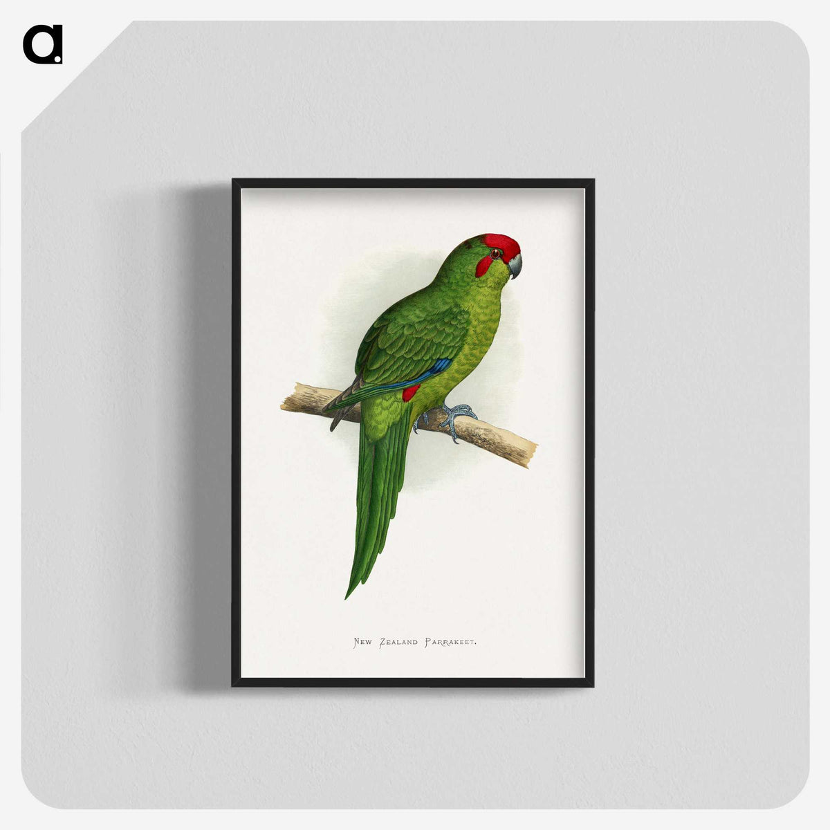 1-73_Parrots-in-Captivity_blk-crop