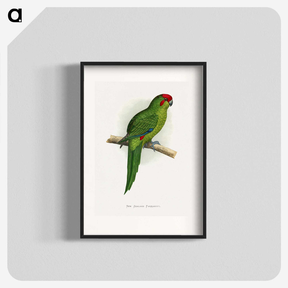 1-73_Parrots-in-Captivity_blk