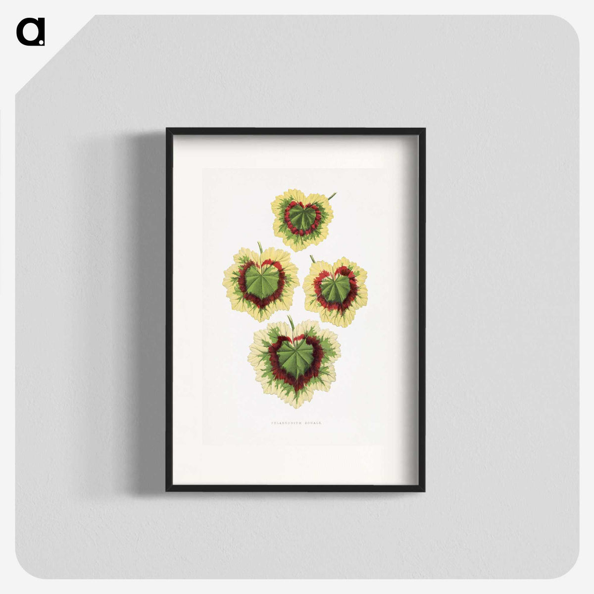 1-73_Plants-with-Colored-Foliage_blk