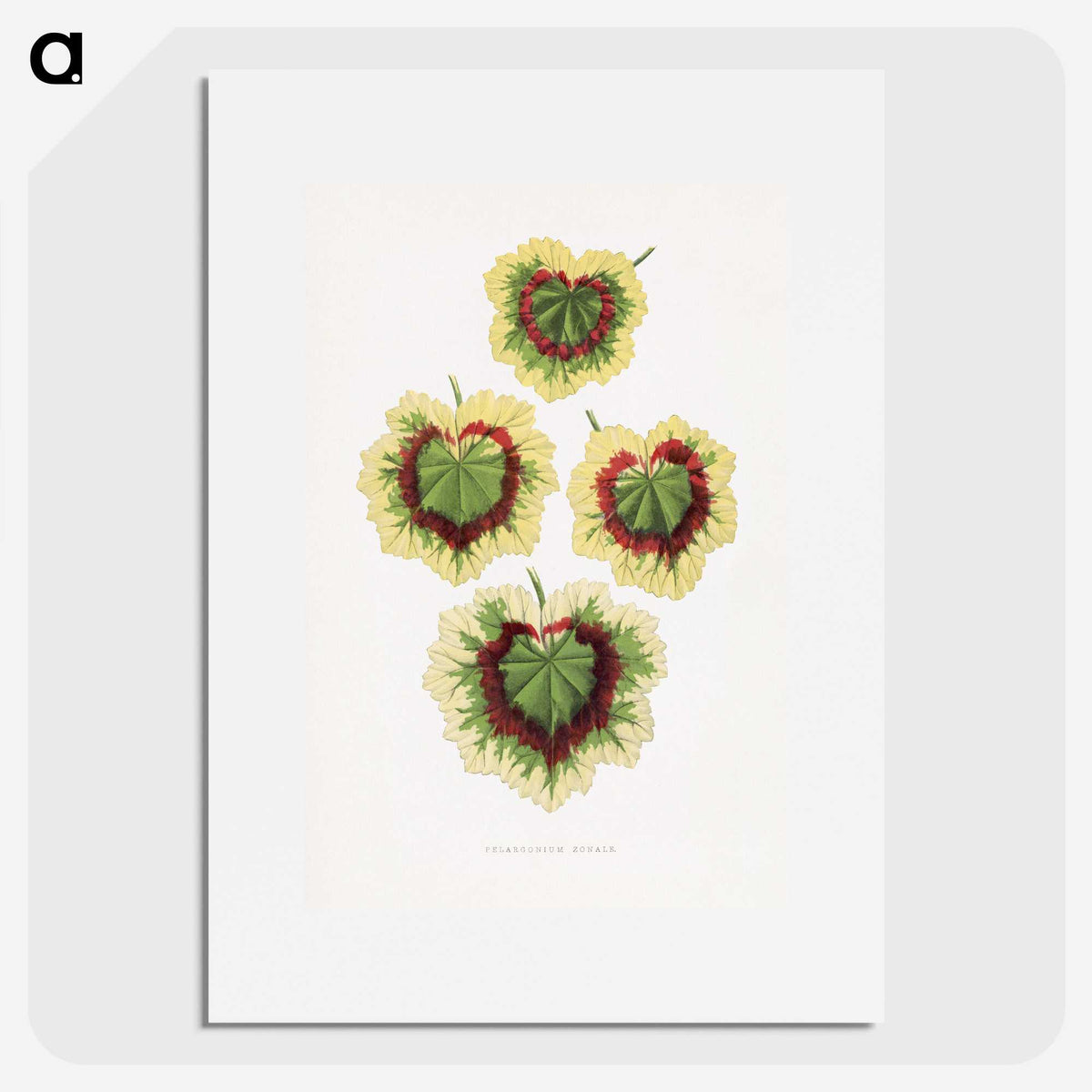 1-73_Plants-with-Colored-Foliage_picture