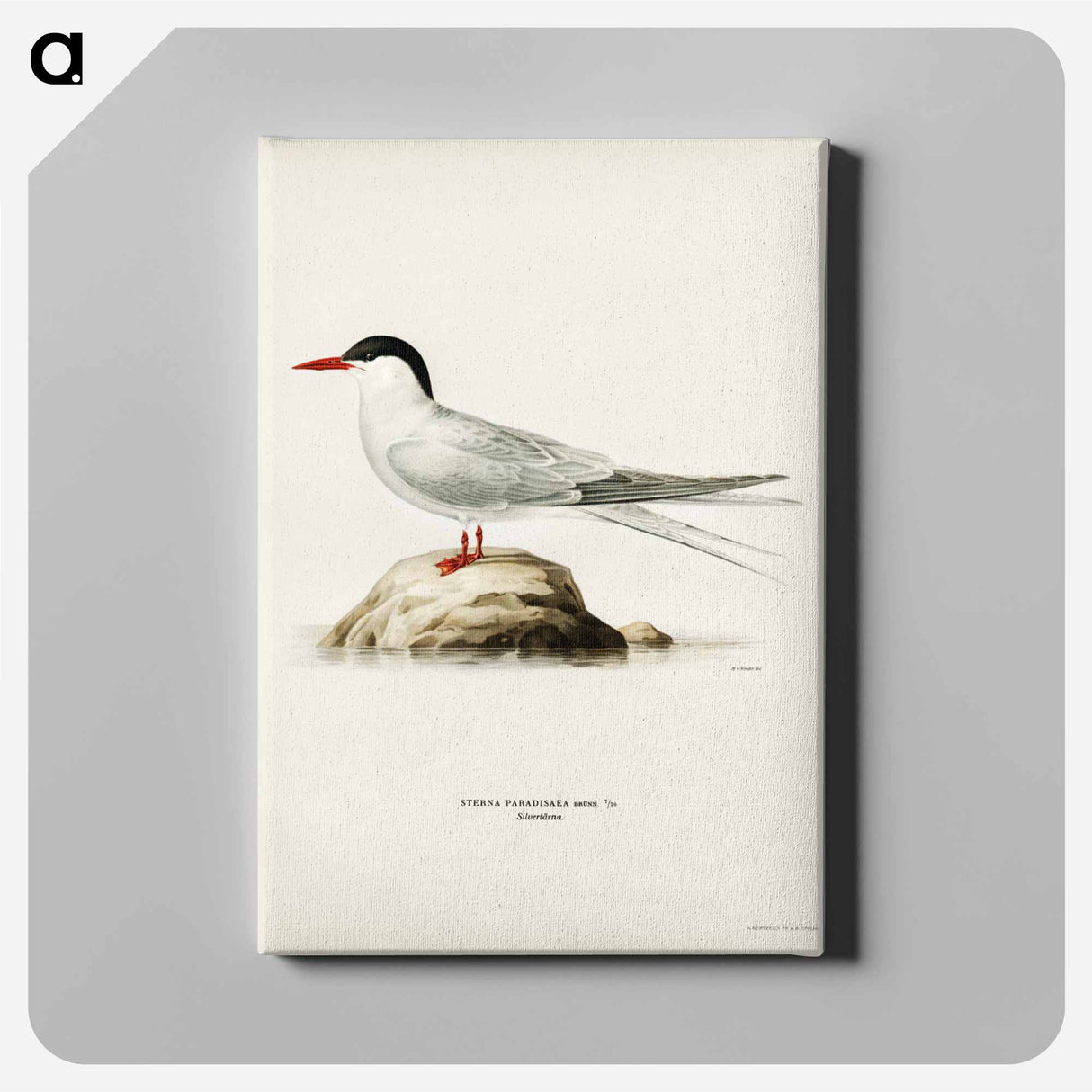 アートパネル-Arctic Tern
- スヴェンスカ フォグラル Canvas.