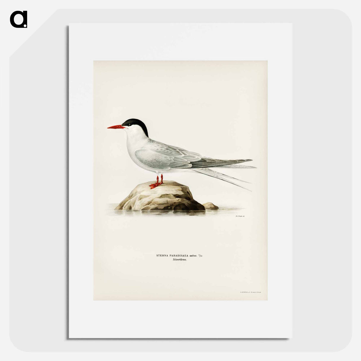 アートポスター-Arctic Tern
- スヴェンスカ フォグラル Poster.