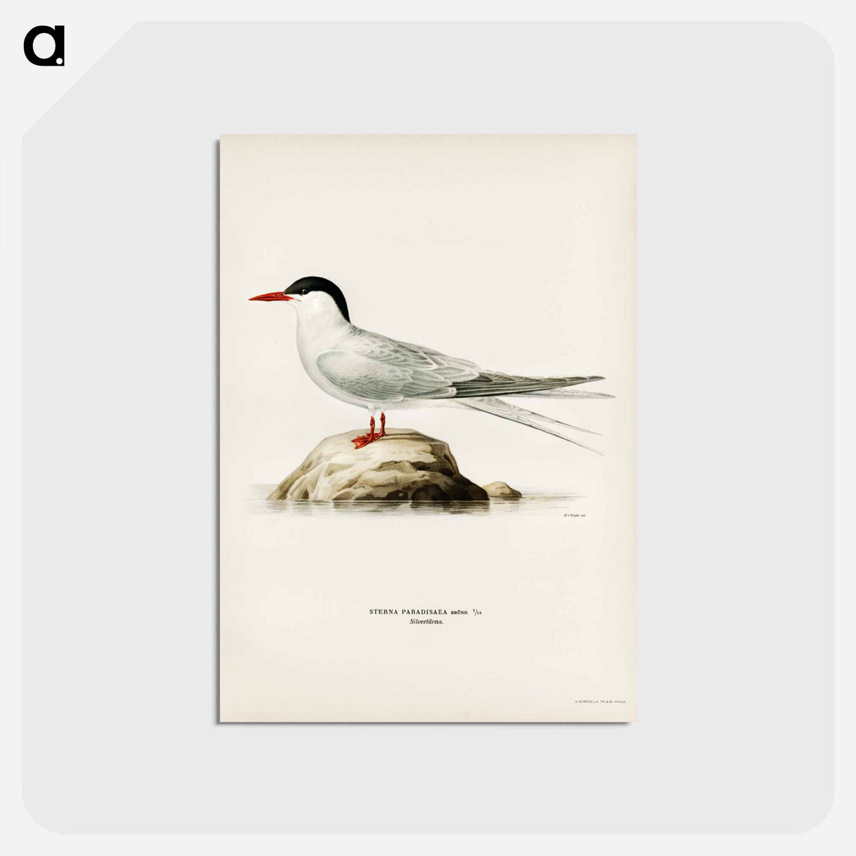アートポストカード-Arctic Tern
- スヴェンスカ フォグラル Postcard.