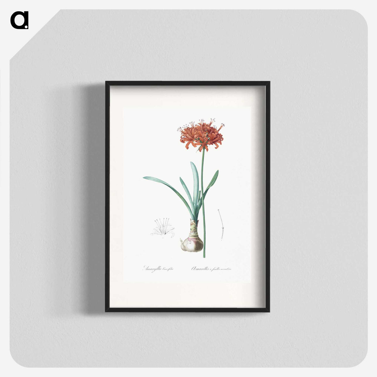 1-73_The-Lilies_blk