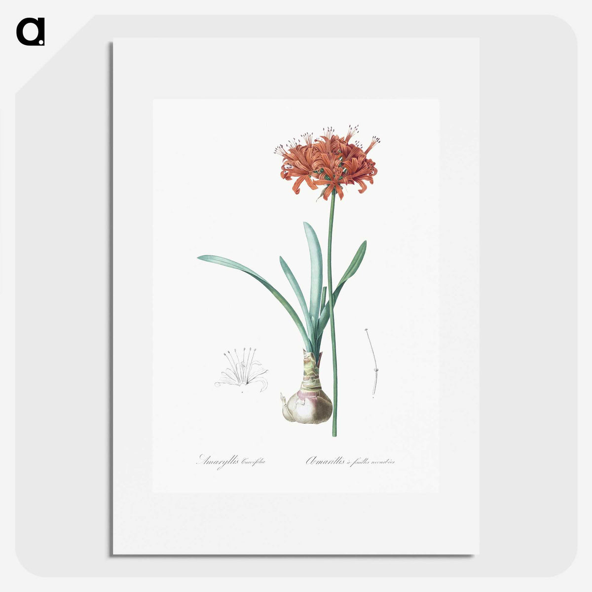 1-73_The-Lilies_picture