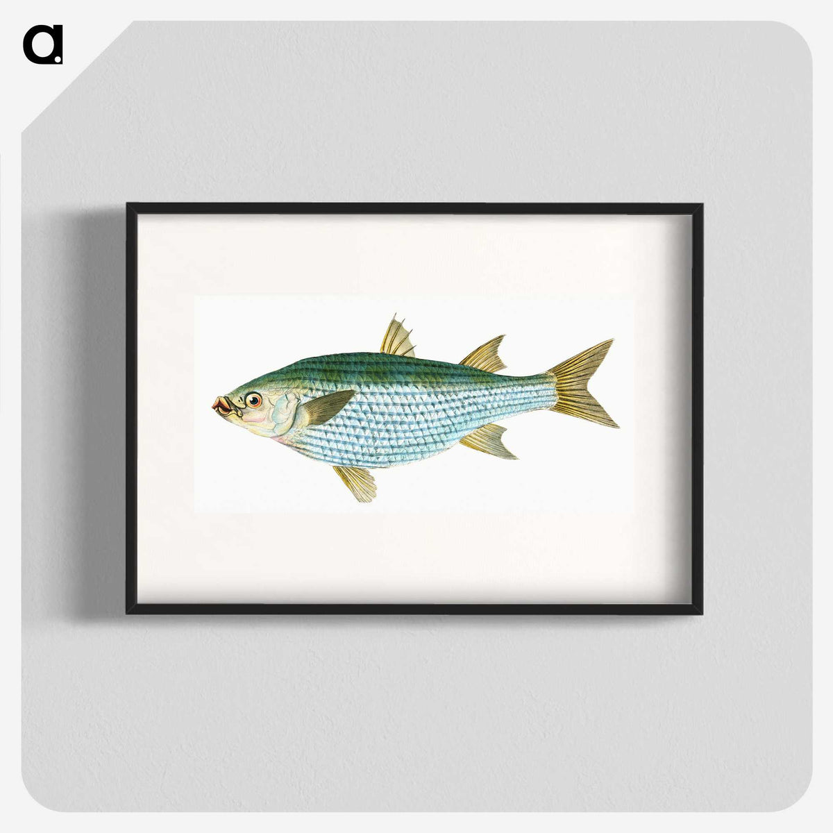1-73_The-Natural-History-of-British-Fishes_blk