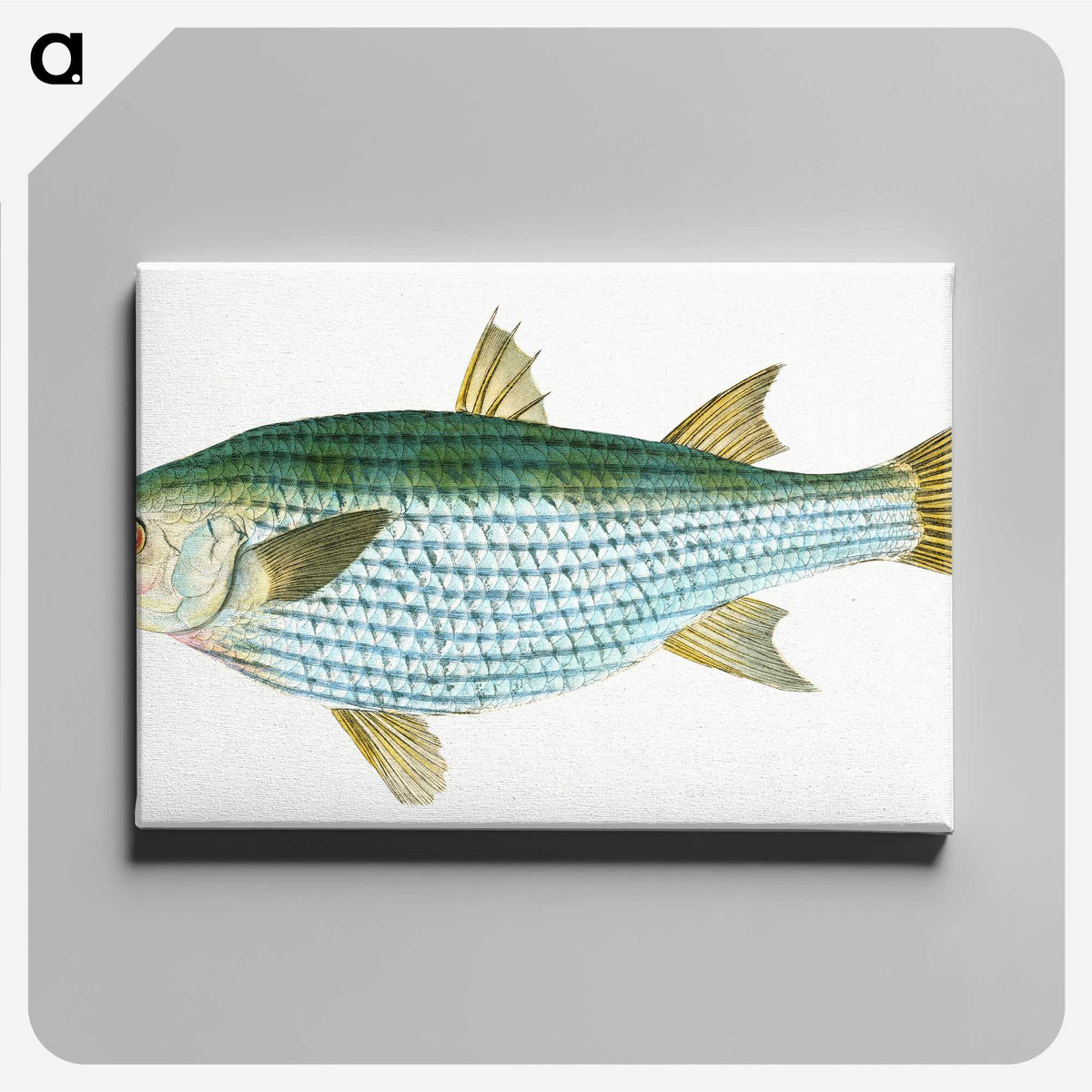 1-73_The-Natural-History-of-British-Fishes_canvas