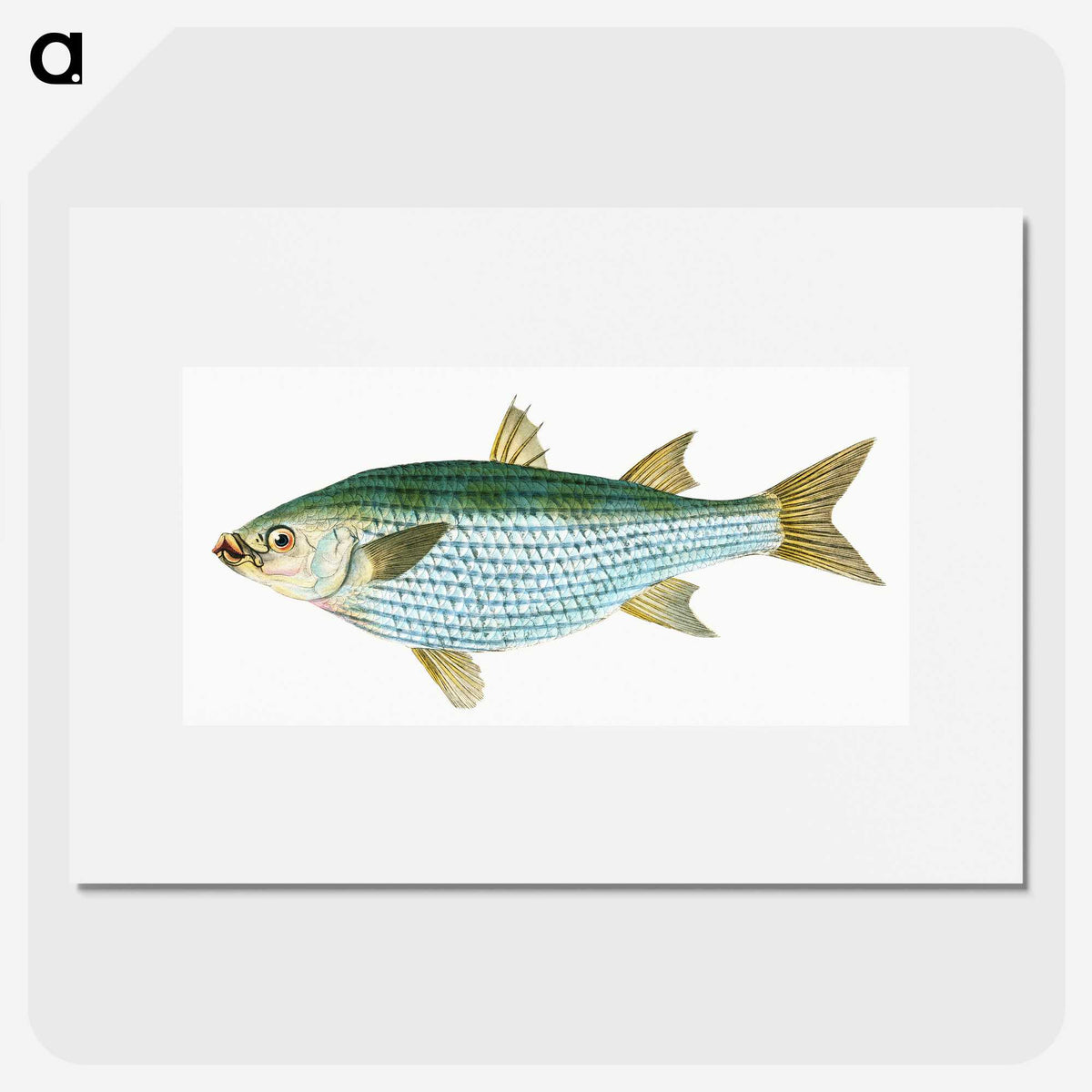 1-73_The-Natural-History-of-British-Fishes_picture