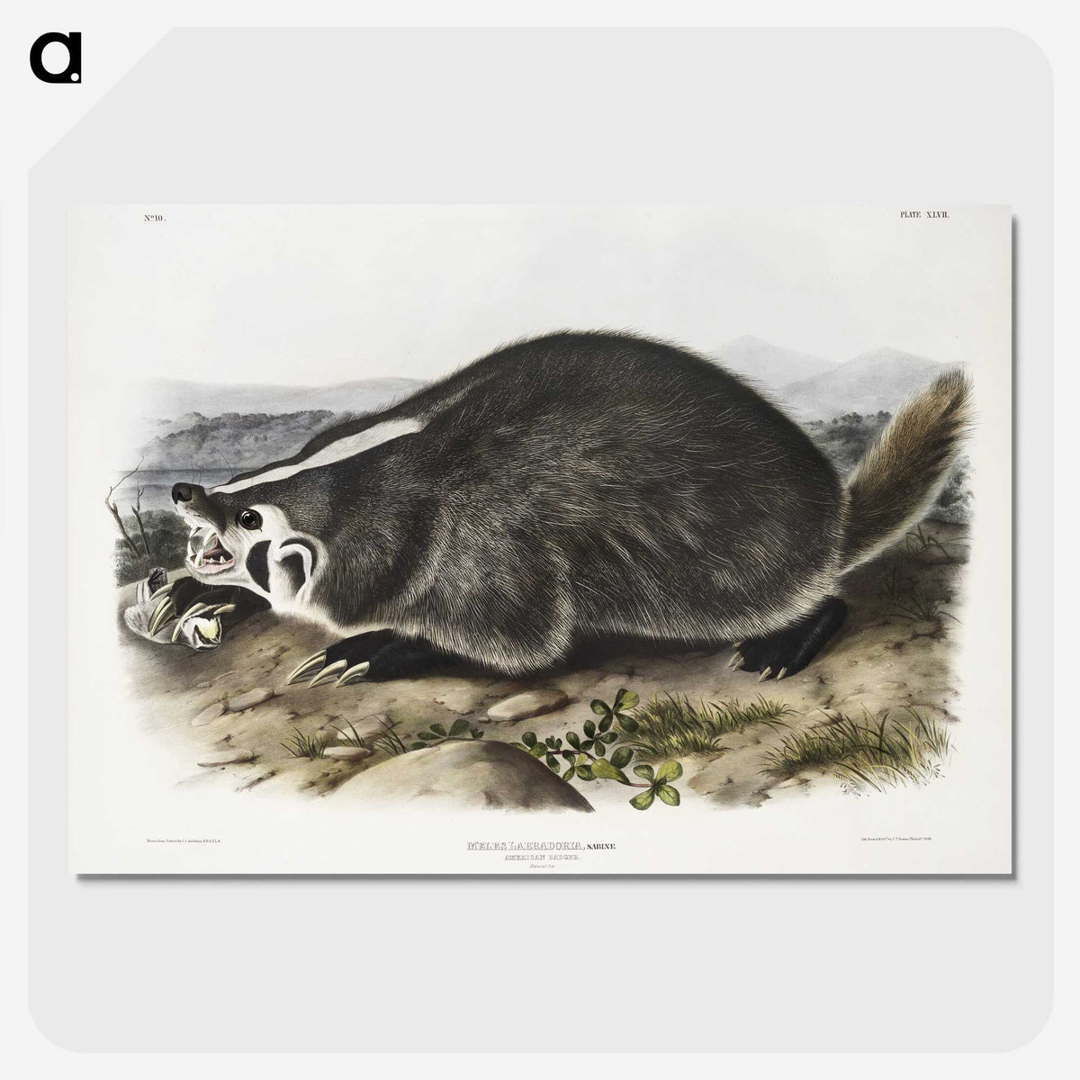 1-73_The-Viviparous-Quadrupeds_picture-crop