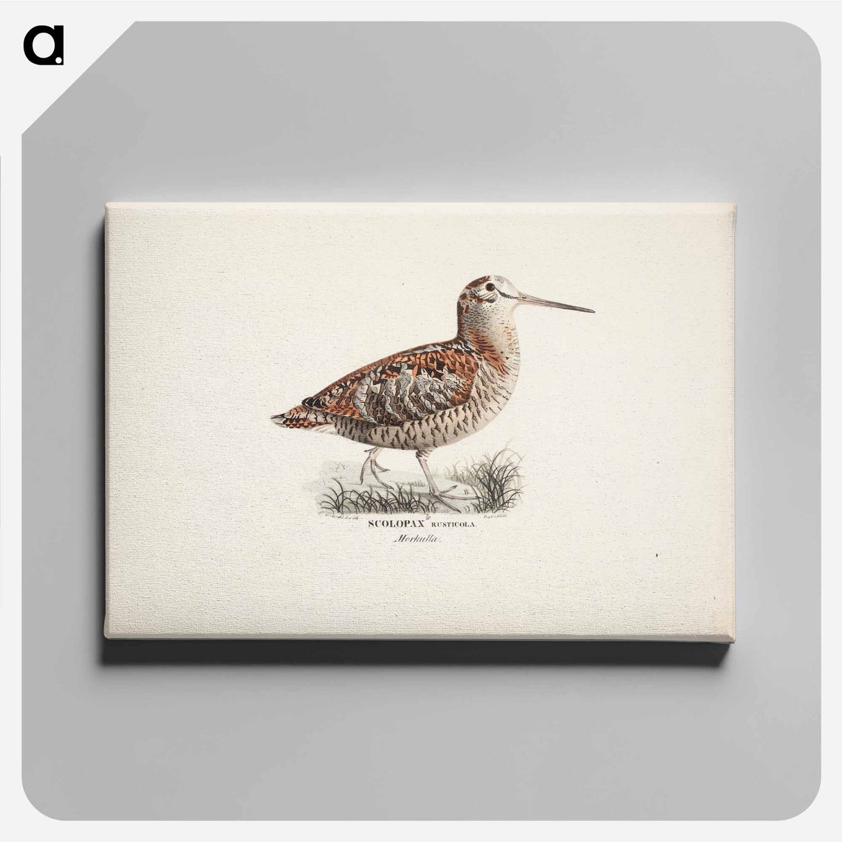 Eurasian woodcock - Wilhelm von Wright Canvas.