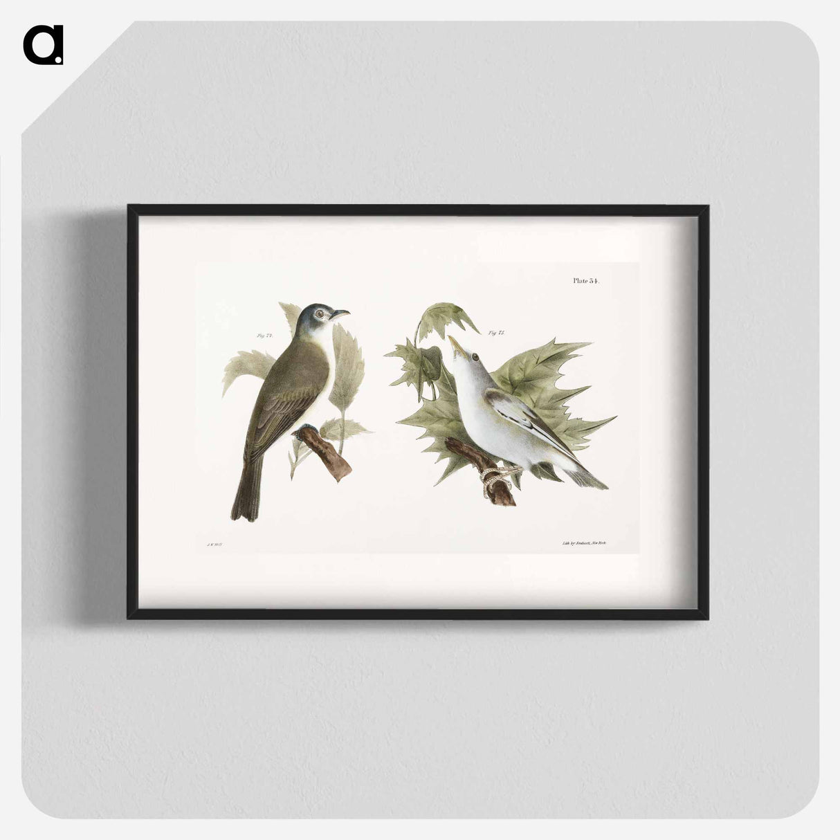 The Warblink Greenlet (Vireo gilvus) The Red-eyed Greenlet (Vireo olivaceus) - ニューヨークの動物学 Poster.