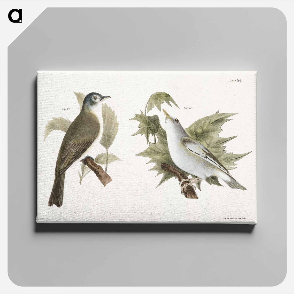 The Warblink Greenlet (Vireo gilvus) The Red-eyed Greenlet (Vireo olivaceus) - ニューヨークの動物学 Canvas.