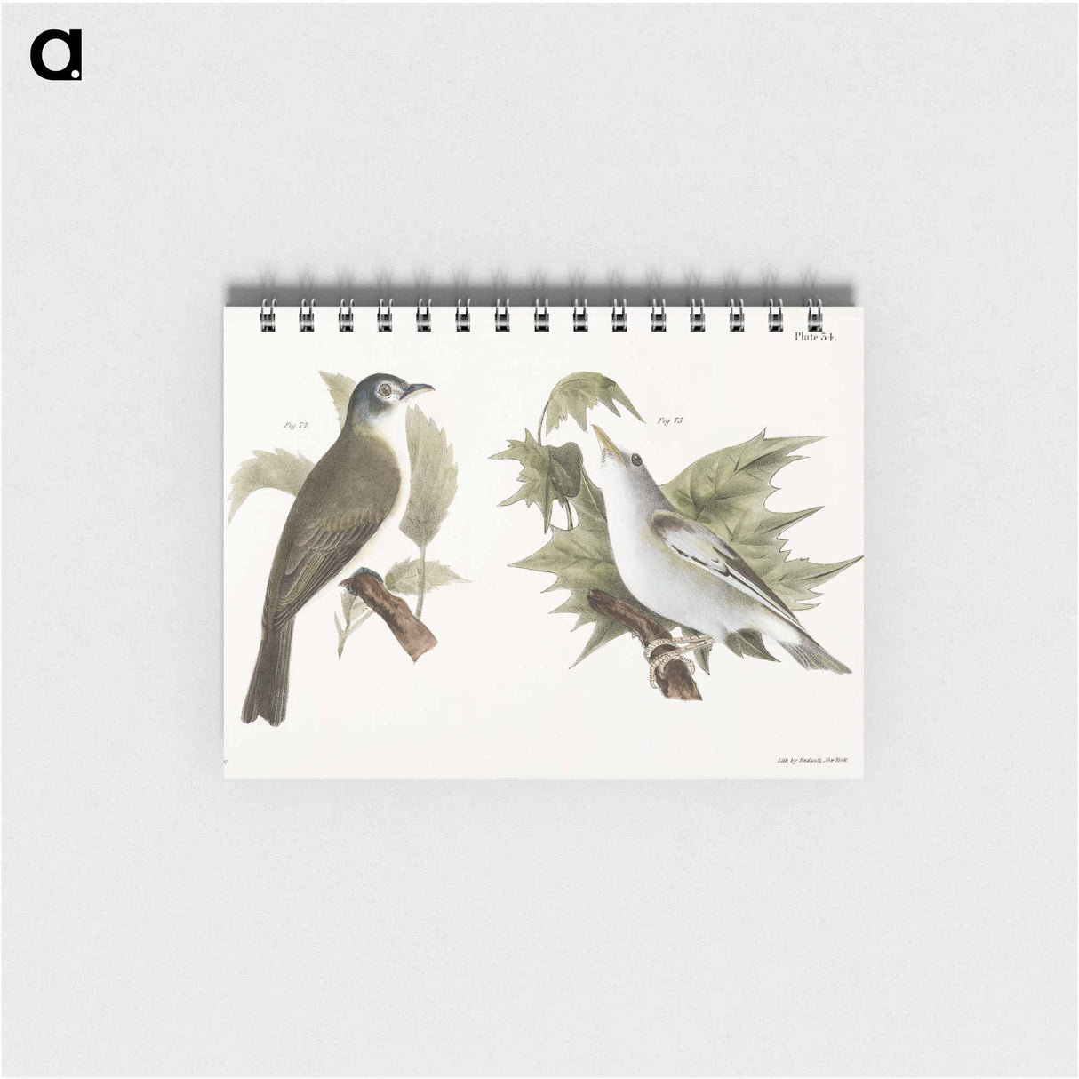 The Warblink Greenlet (Vireo gilvus) The Red-eyed Greenlet (Vireo olivaceus) - ニューヨークの動物学 Memo.