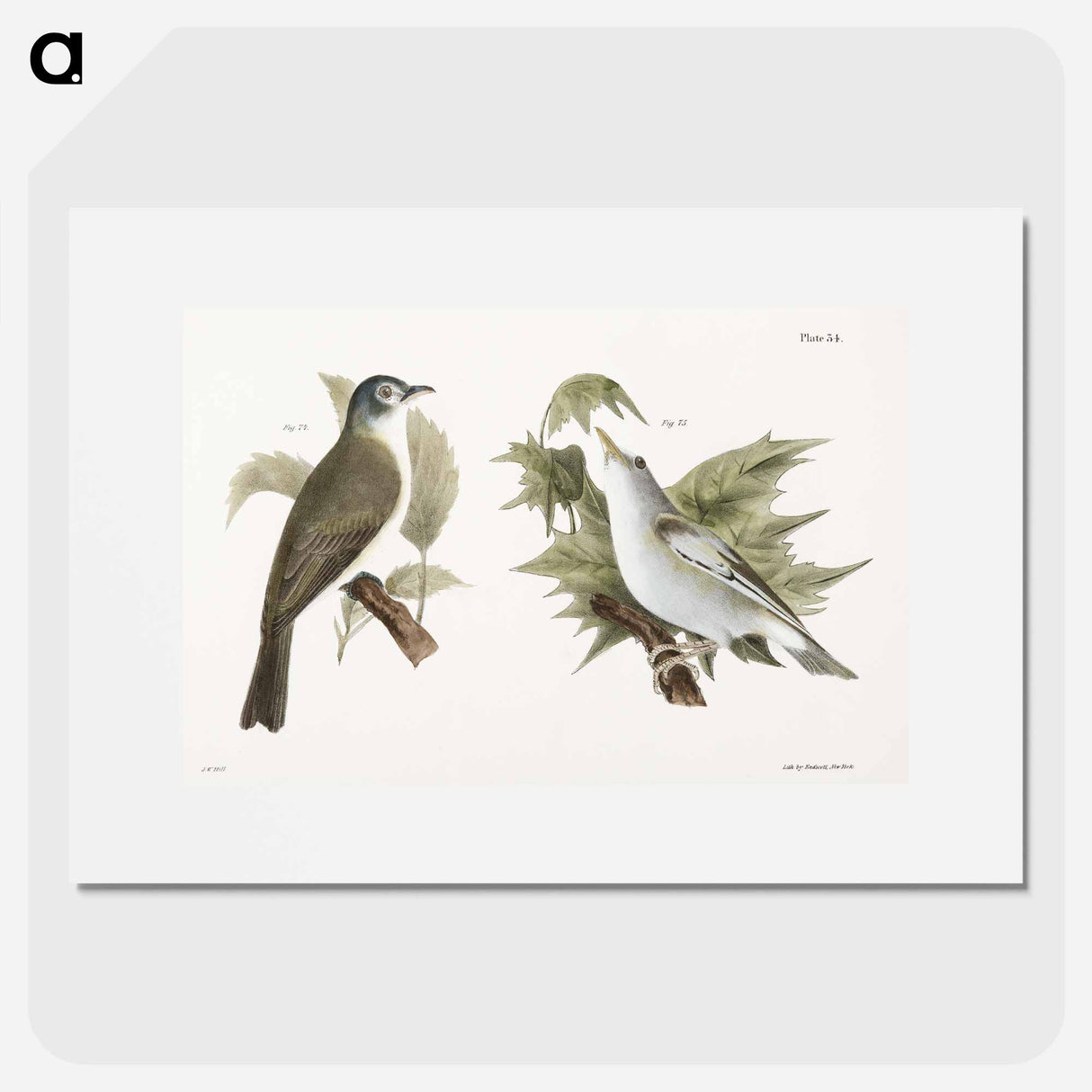 The Warblink Greenlet (Vireo gilvus) The Red-eyed Greenlet (Vireo olivaceus) - ニューヨークの動物学 Poster.