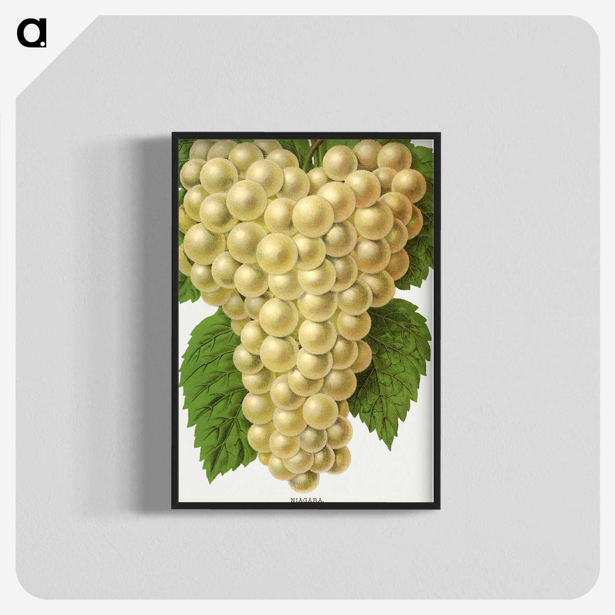 1-74_Botanical-Specimen-Plates_blk-crop