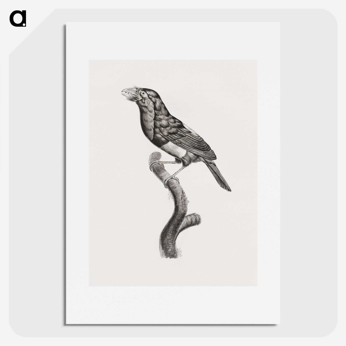 1-74_Des-Oiseaux-de-Paradis_picture