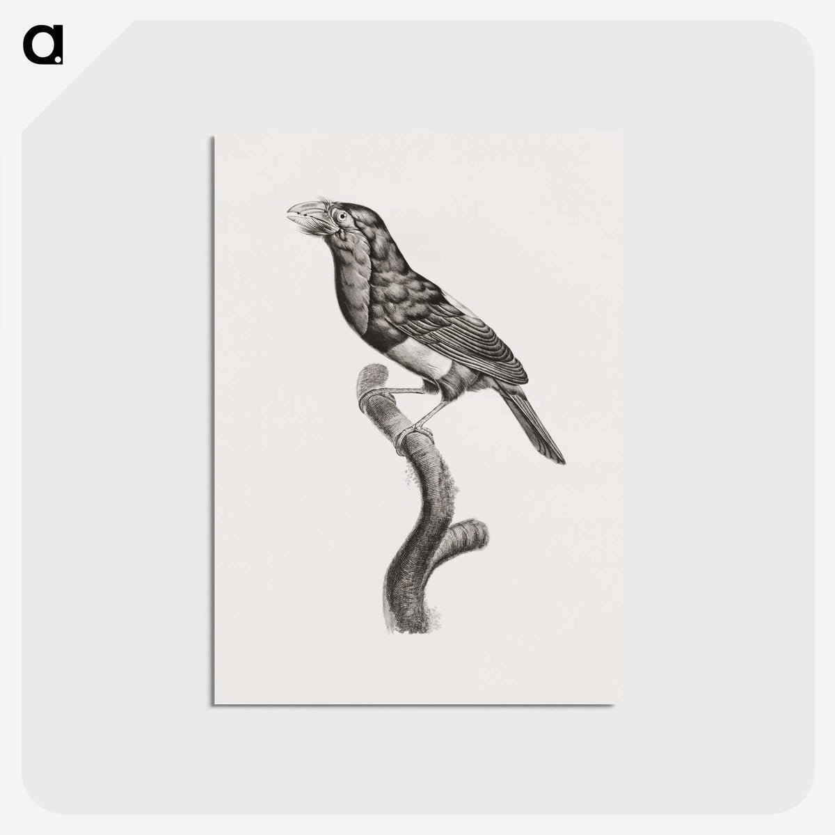 1-74_Des-Oiseaux-de-Paradis_postcard