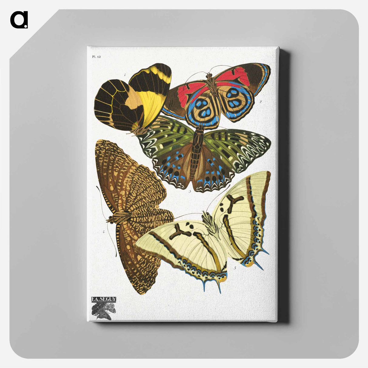 E.A. Séguy's vintage butterflies - E.A.セギー Canvas.
