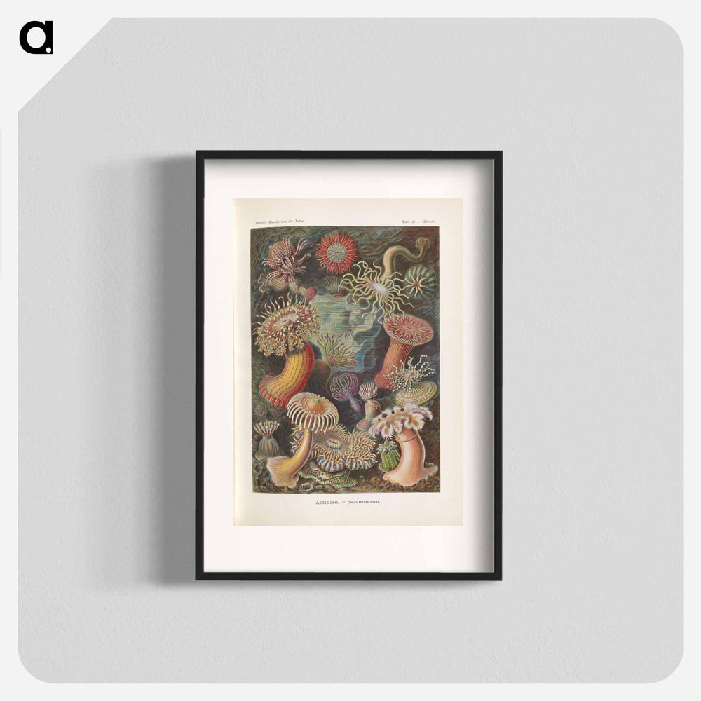 Marine life illustration - エルンスト ヘッケル Poster.