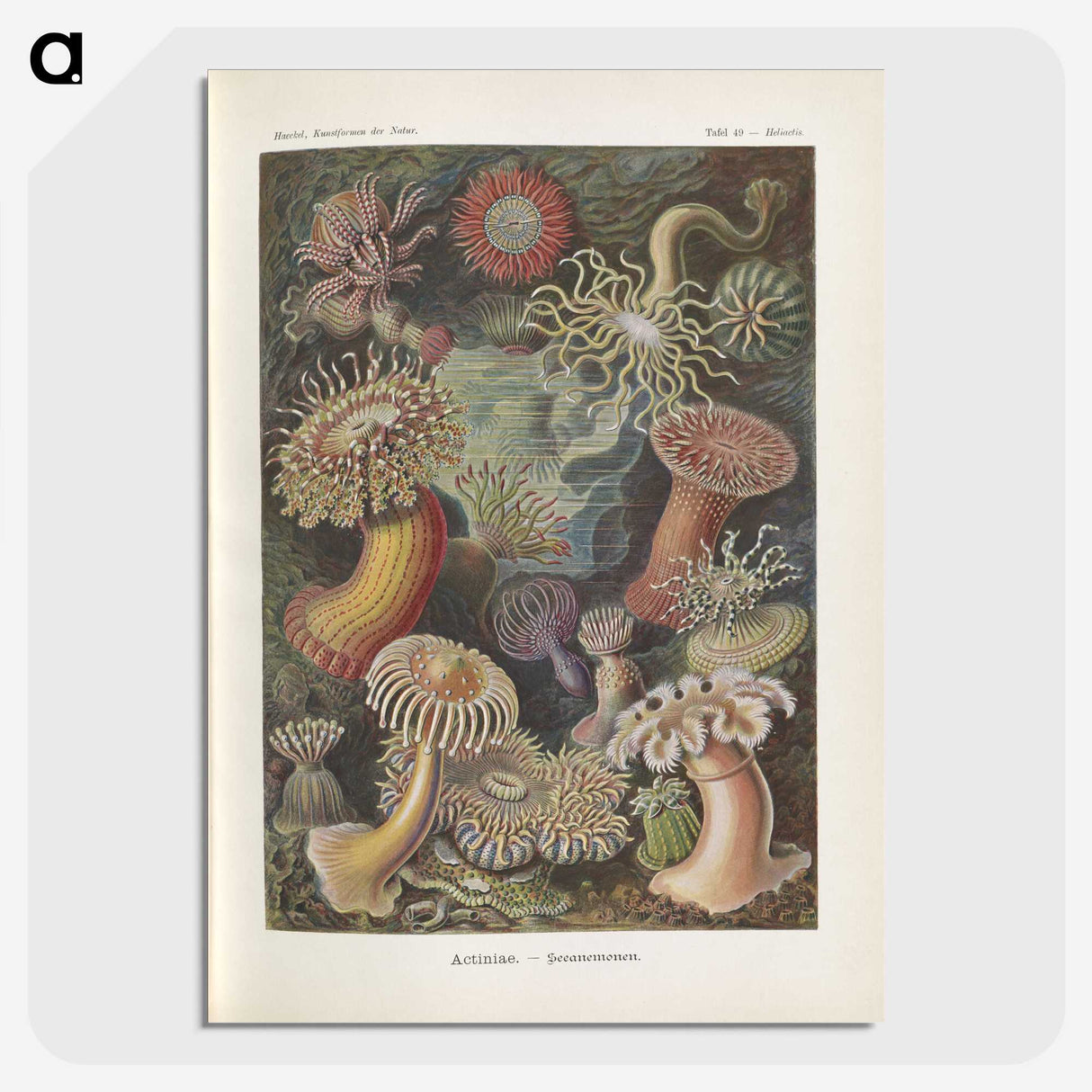 1-74_Ernst-Haeckel_picture-crop