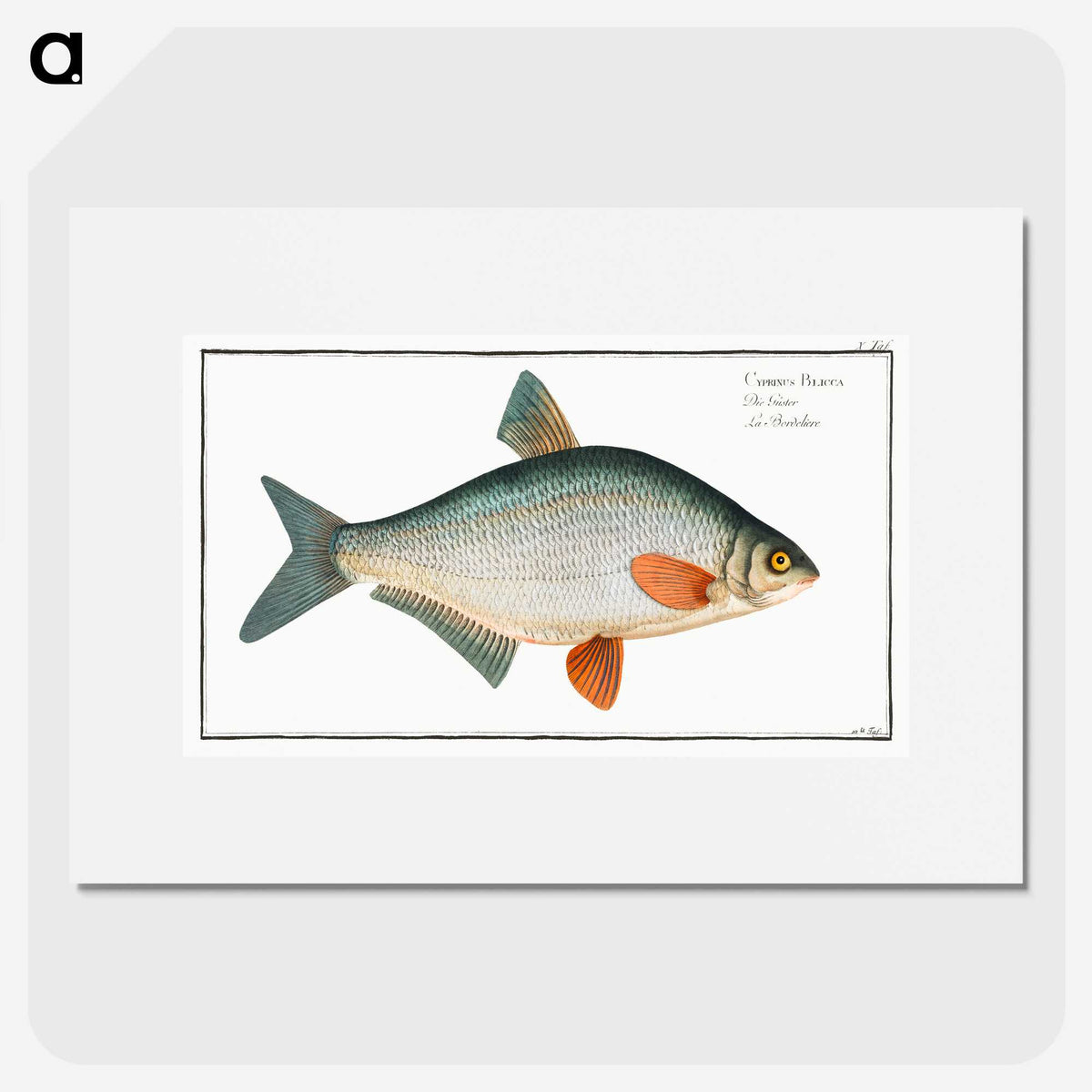 1-74_Ichtyologie-ou-Histoire-naturelle_picture