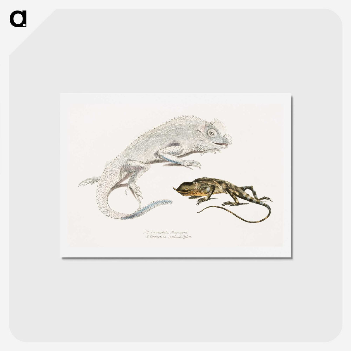 1-74_Indian-Zoology_hagaki