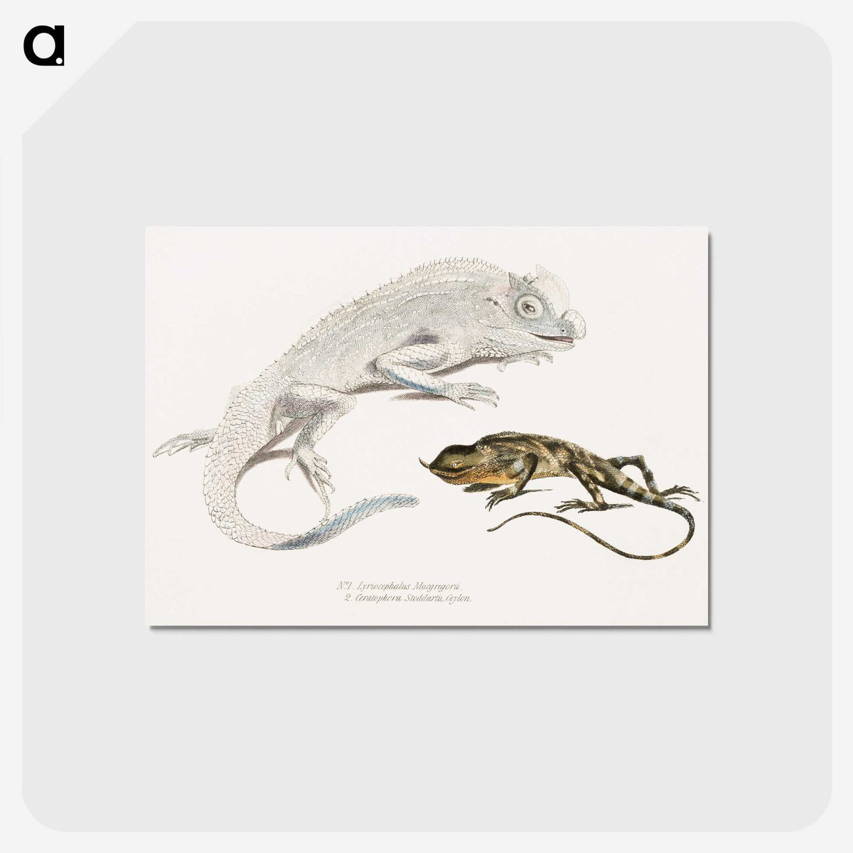 1-74_Indian-Zoology_postcard