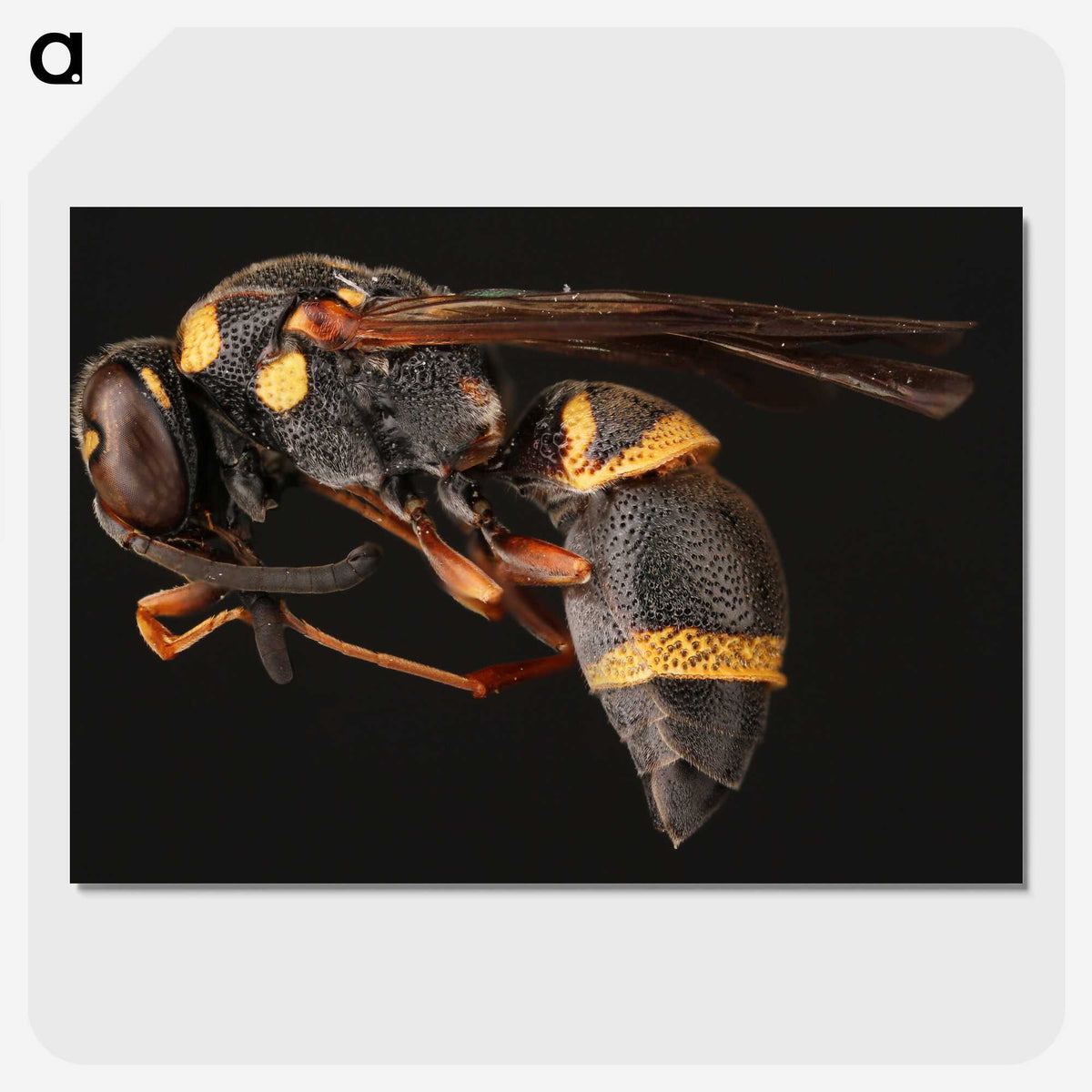 1-74_Insects-Unlocked-Project_picture-crop