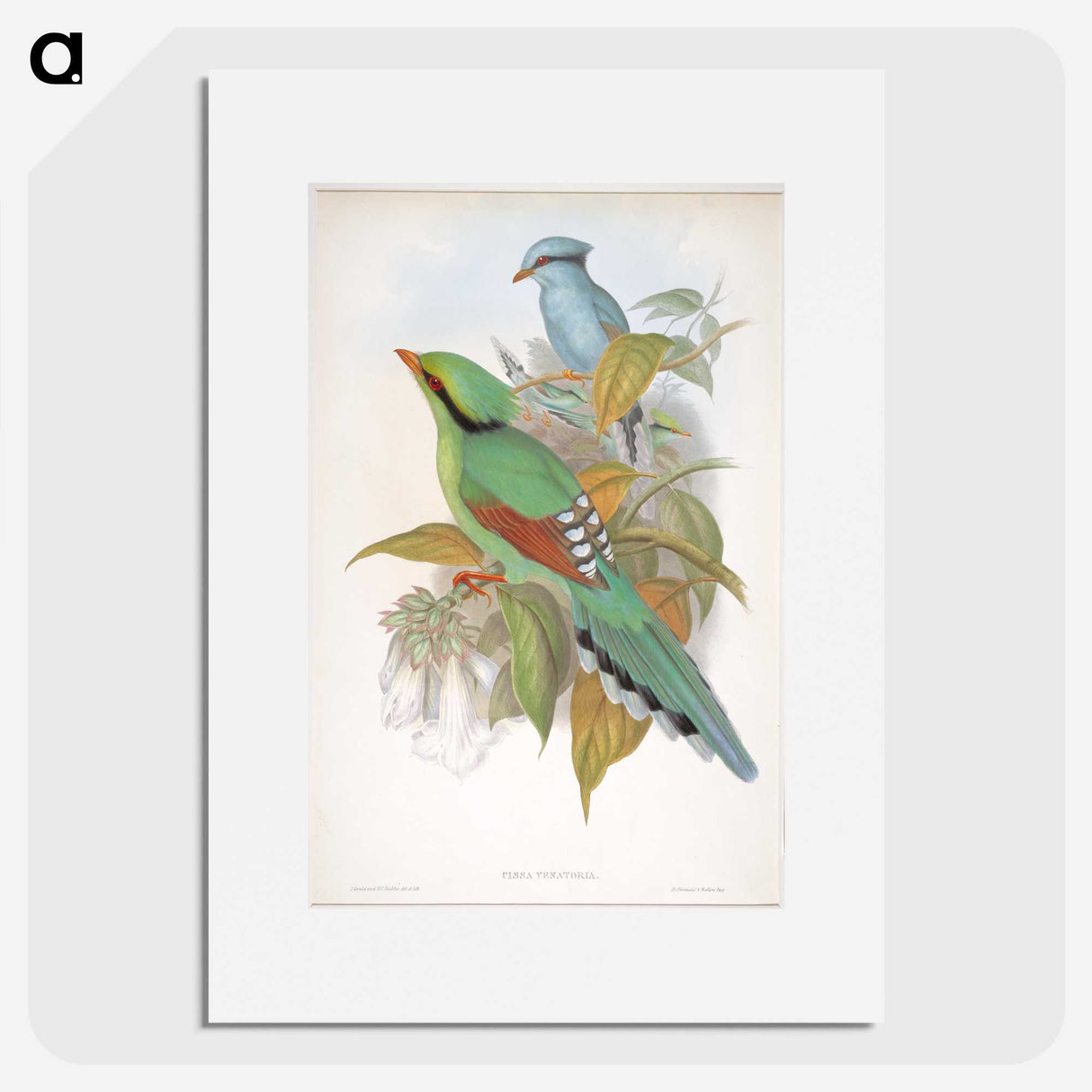1-74_John-Gould_picture