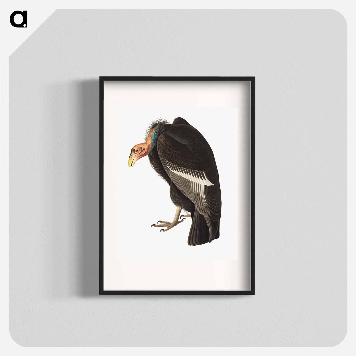 アートポスター-Californian Vulture
- ジョン ジェームス オーデュボン Poster.