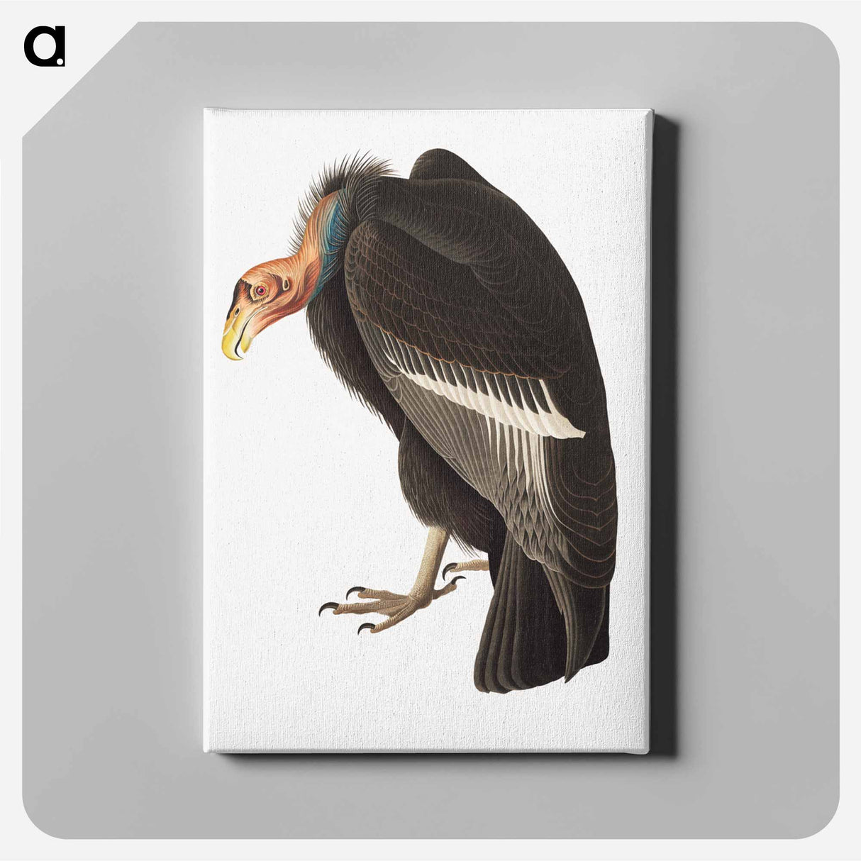 アートパネル-Californian Vulture
- ジョン ジェームス オーデュボン Canvas.